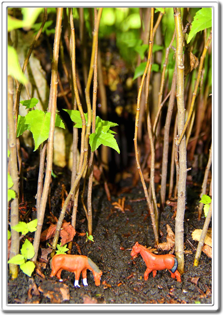 Miniature Living Forests